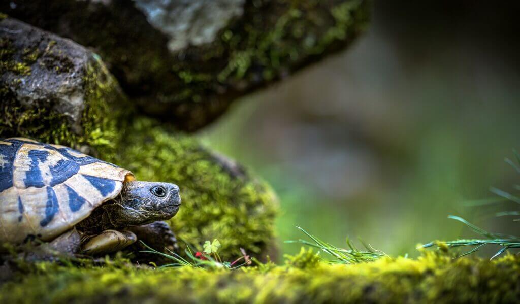 Tortuga en aquario particular
