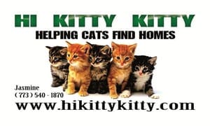 Hi kitty kitty