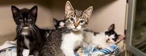 Mejores refugio de animales en el Bronx, New York | 2025 6 Aspca kitten nursery Aspca kitten nurseryikx