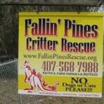 Fallin pines critter rescue