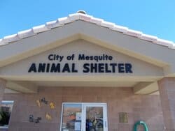 Mesquite city animal shelter