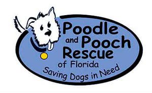 Refugios en Orange County, FL 4 Poodle and pooch rescue of florida