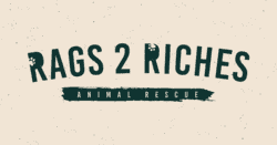 Refugio de animales en Tampa 2 Rags to riches animal rescue