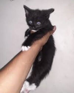 Goodcausefor4paws