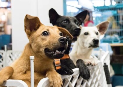 Adopcion de mascotas cerca de mi 2 Adopcion de mascotas en Estados Unidos